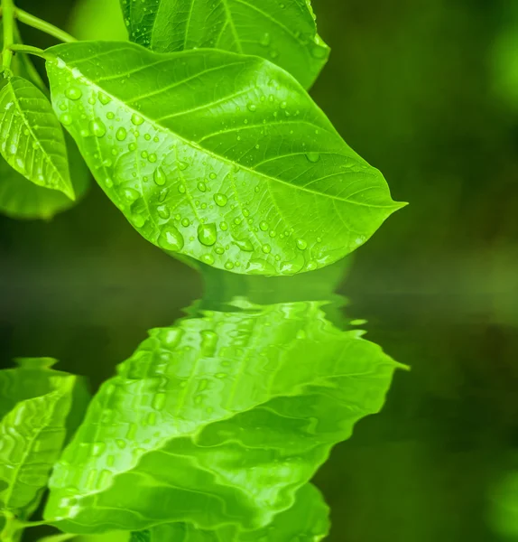 Wassertropfen auf Blatt — Stockfoto