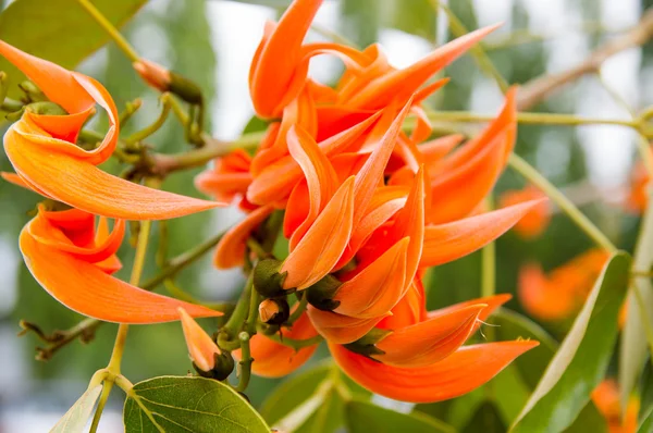 Bastard teak blomma — Stockfoto