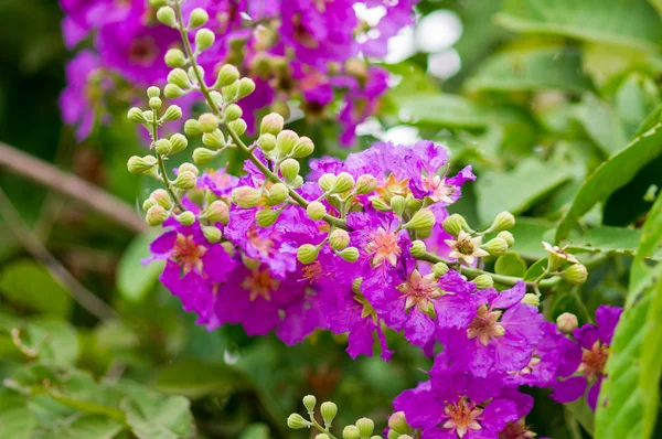 Pride of India, Queen's flower — Stock Photo, Image