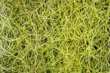 İspanyol yosun arka plan.