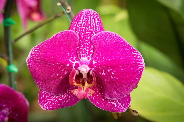 Primo piano dei fiori del orchid . — Foto Stock