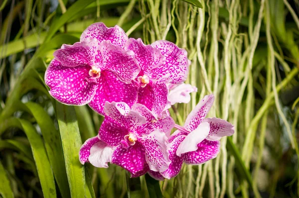 Primo piano dei fiori del orchid . — Foto Stock