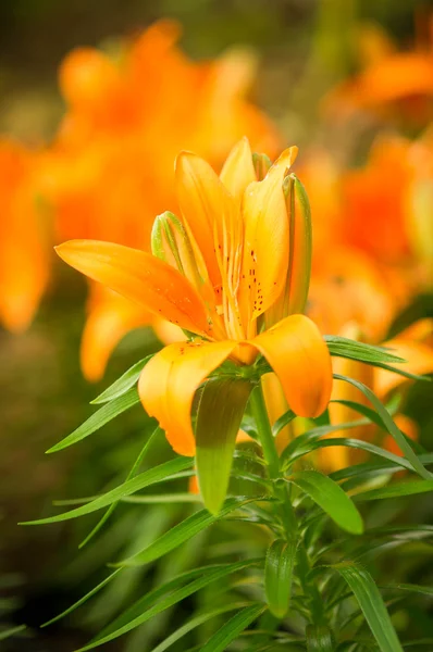 Lillies in garden. — Stock Photo, Image