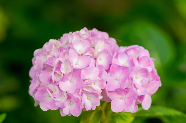 Pink Hydrangea flowers. — Stock Photo, Image