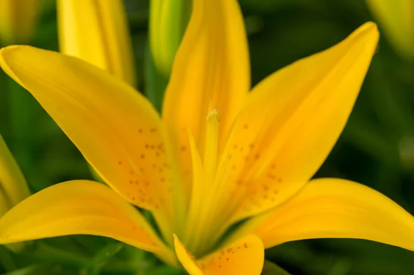 Lillies in garden. — Stock Photo, Image