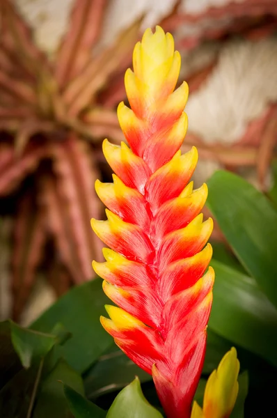 Vriesea splendens flower — Stock Photo, Image