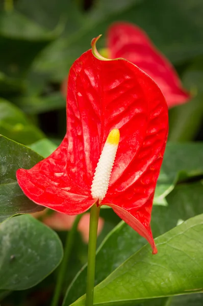 Fresh Flamingo Flower — Stock Photo, Image