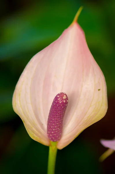 Frische Flamingoblume — Stockfoto