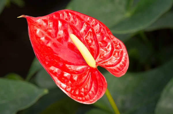 Fresh Flamingo Flower — Stock Photo, Image