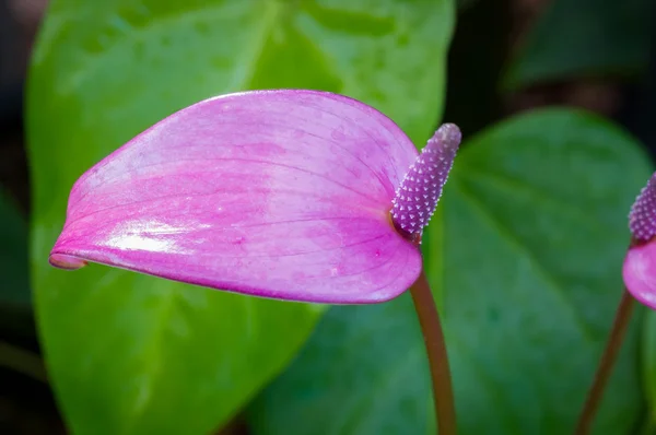 Färsk Flamingo blomma — Stockfoto