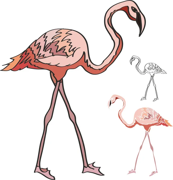 Desenho de flamingos rosa — Vetor de Stock