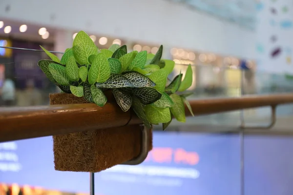 Bir alışveriş merkezinde tasarımcı dekorasyonu.