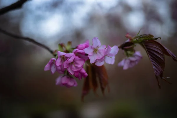 Akşamları parkta çiçek açan sakura dalı.