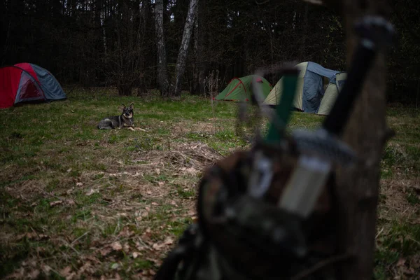 Tarihi Canlandırmacılar Kampındaki Köpek