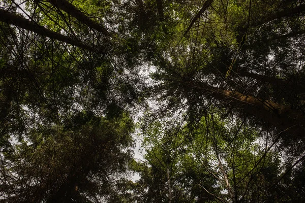 Yazın ormandaki ağaçlar