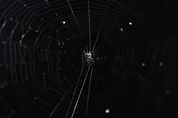 Geceleri örümcek ağı kapanıyor