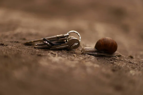 Büyük salyangoz yerde sürünüyor.