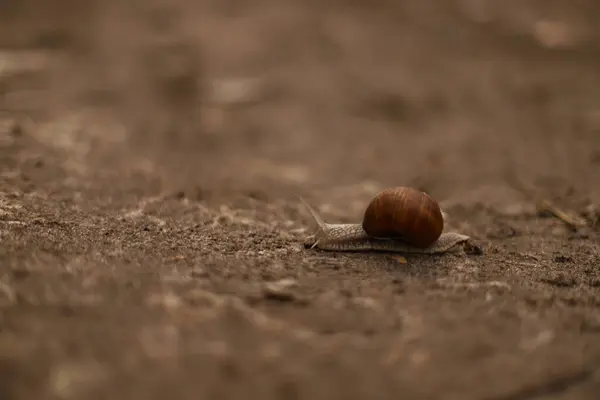 Büyük salyangoz yerde sürünüyor.