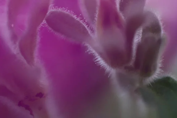 Macro Shot Flower Beautiful Abstract Background Texture — Stock Photo, Image