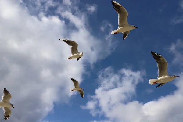 Baltık Denizi açıklarında martılar uçuyor.