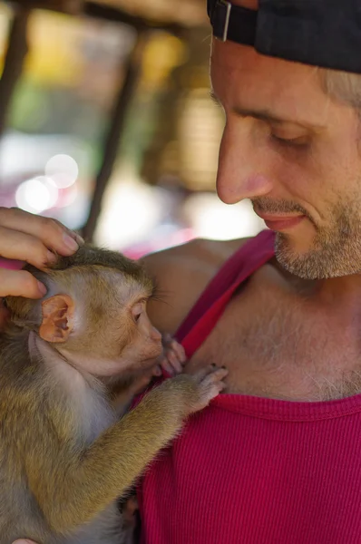 adam genç Rhesus makak Macaca melez armp, potrait tutar..