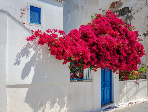 Yunanistan 'ın Spetses adasındaki geleneksel beyaz bir evin önünde çiçek açan bir begonvil..