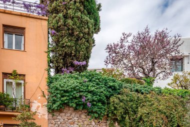 Kolonaki, Atina, Yunanistan 'daki Lycabettus Tepesi' nin yamaçlarındaki konut binaları. Nisan 'da çiçek açan ağaçlar.