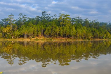 su yansıma reservior çam ağacı
