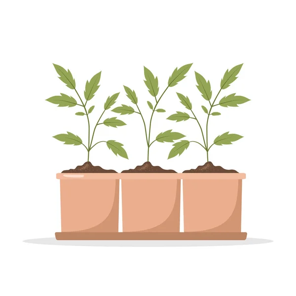 Seedling of tomatoes in pots. Growing gardening plants. Vegetarian and ecological products. Vector illustration in flat cartoon style — Stock Vector