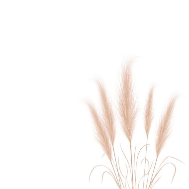 Tan pampas grass branches on white background. Floral ornament elements in boho style. Vector illustration of cortaderia selloana. New trendy home decor clipart