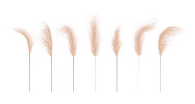 Pampas grass collection. Floral ornament elements in boho style. Vector illustration isolated on white background. Trendy design for wedding invitations, postcards, interior or flower arrangements clipart