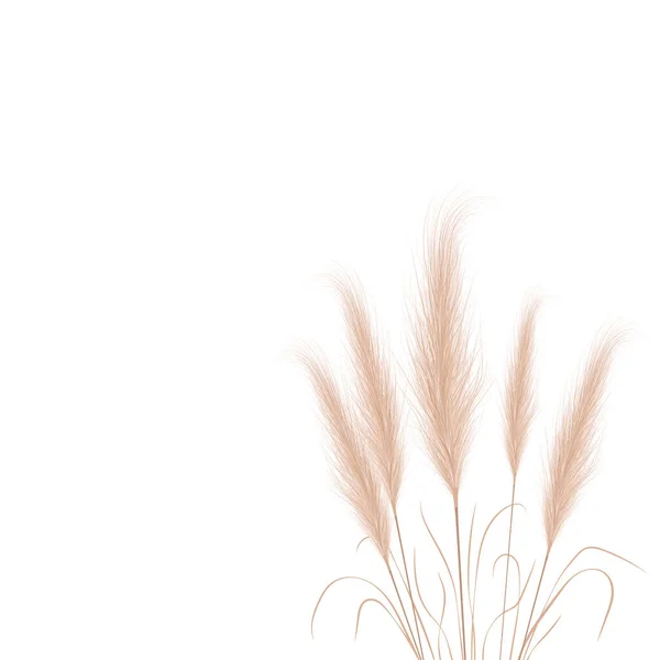 Tan pampas çim dalları beyaz arka planda. Boho tarzında çiçek süsleri. Cortaderia Selloana 'nın vektör çizimi. Yeni moda ev dekorasyonu
