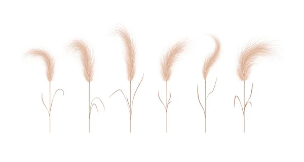 Pampas grass collection. Floral ornament elements in boho style. Vector illustration isolated on white background. Trendy design for wedding invitations, postcards, interior or flower arrangements — Stock Vector