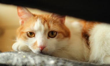 Bir sandalyede oturuyor yerli kedi.