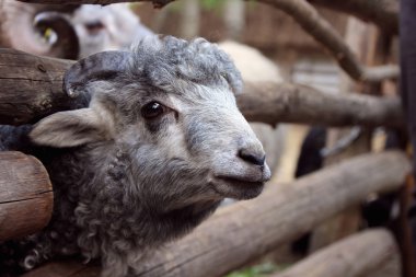 Çit boşluğu kaymış bir kuzu başkanı.