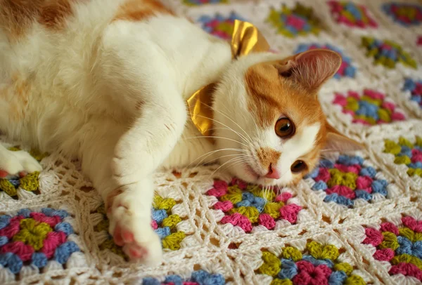 Gato acostado en un colorido cuadros —  Fotos de Stock