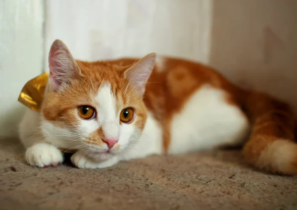 Cat indulges and closely monitoring the reaction of the mistress — Stock Photo, Image