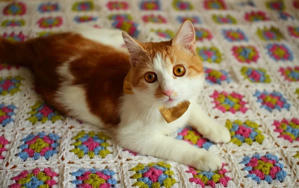 Cat lying on a colorful plaid — Stock Photo, Image