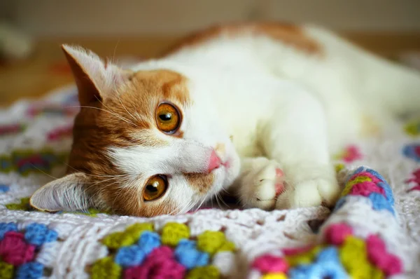 Gato acostado en reposo sobre el color a cuadros — Foto de Stock