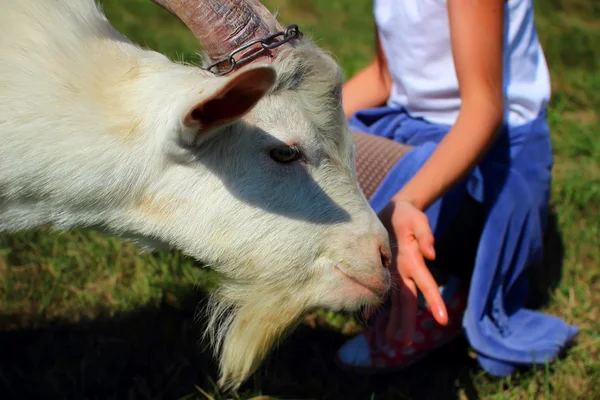 Joven cabra olfateando la mano de chica —  Fotos de Stock