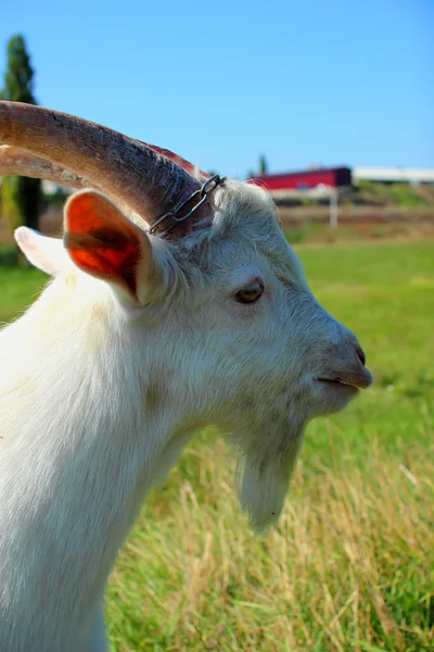 Young goat in profile — Stock Photo, Image