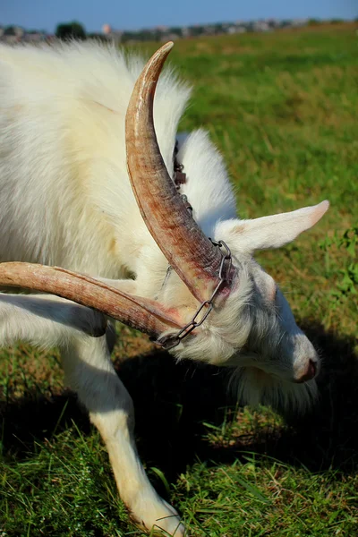 Cuernos de cabra jóvenes fuertes, inclinó su cabeza —  Fotos de Stock