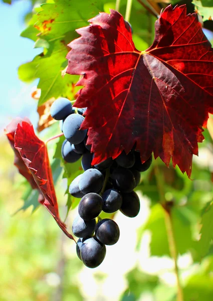 Bunch of grapes hanging on the vine — Stock Photo, Image