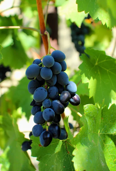 Bunch of grapes hanging on the vine — Stock Photo, Image