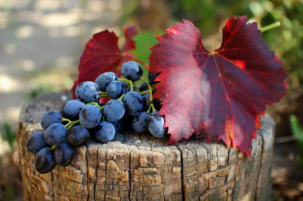 Bunch of grapes with leaves lying on the stump — Stock Photo, Image