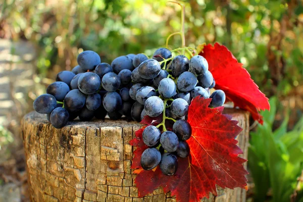 Bunch of grapes with leaves lying on the stump — Stock Photo, Image