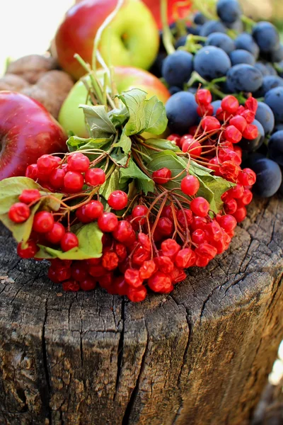 Kalina, grapes and apples lying on the stump — Stock Photo, Image