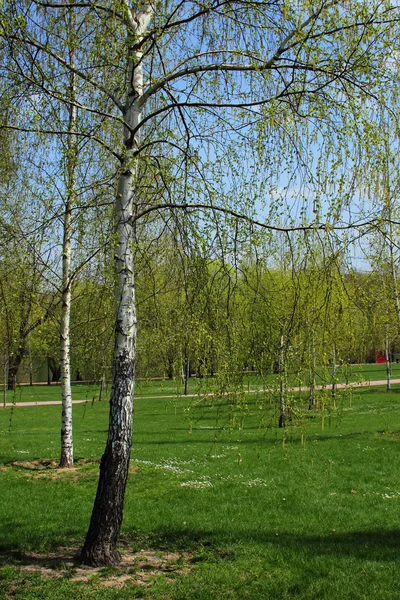 Brzoza, rosnący w parku miejskim — Zdjęcie stockowe