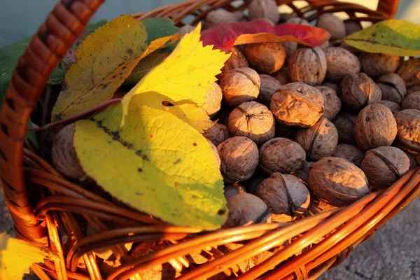 Walnuts in a basket and autumn leaves — Stock Photo, Image