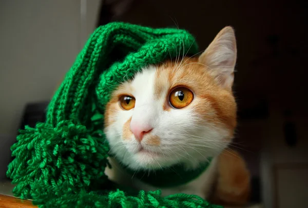Gato en sombrero verde con pompones y bufanda —  Fotos de Stock